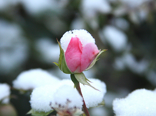 4023022831_60e19ff4f2_z